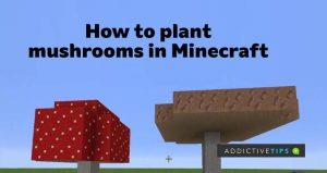 Jak sadzić grzyby w Minecraft: wszystko, co musisz wiedzieć
