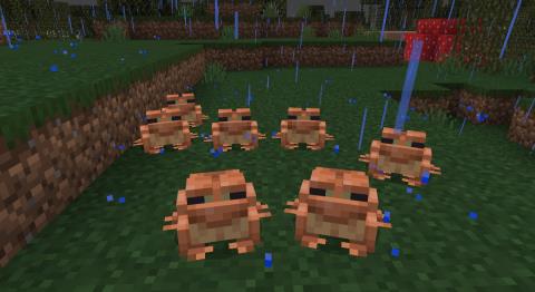 Minecraft Frogs: วิธีหาพวกมัน